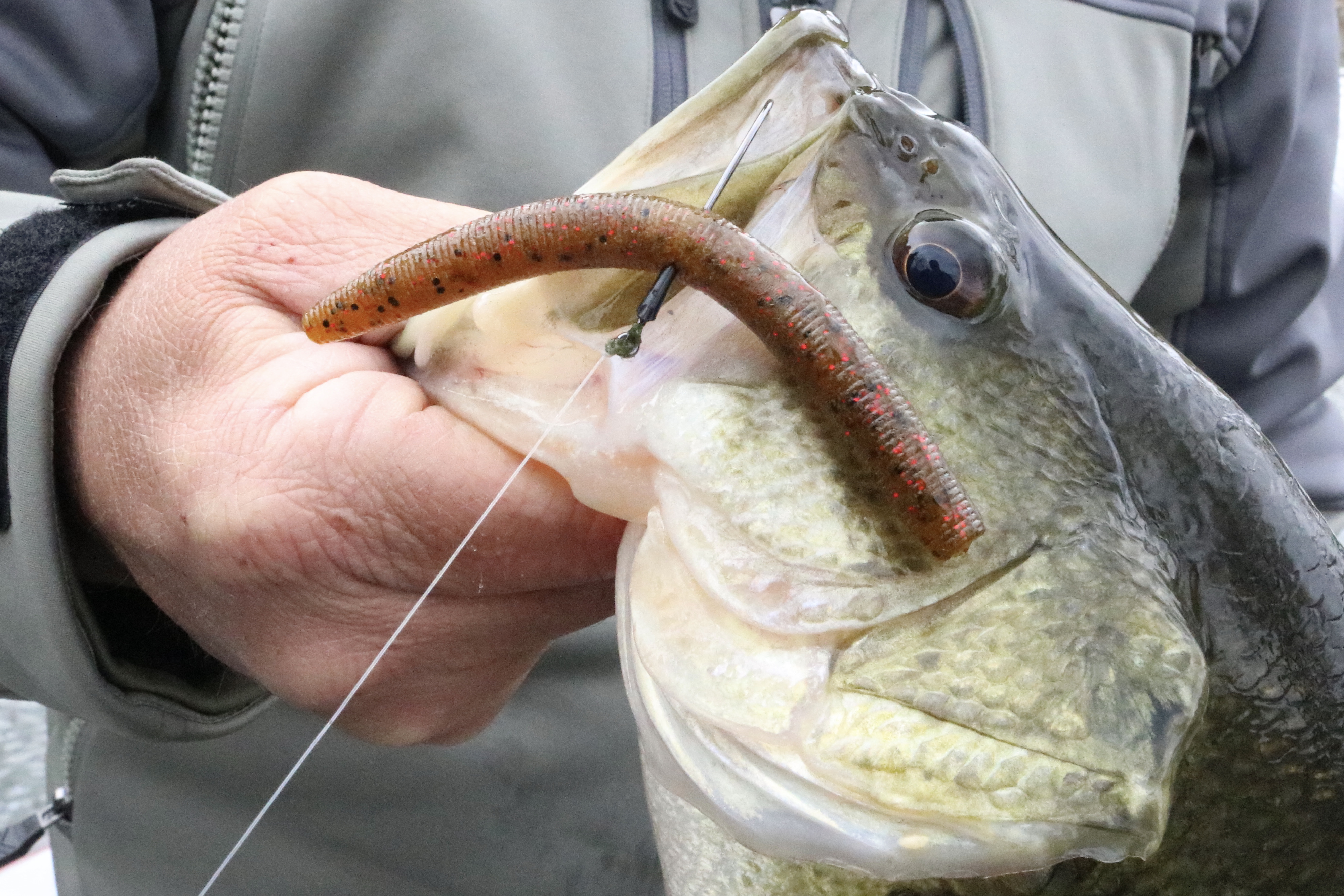 How to Fish a Wacky Rig w/ Brad Leuthner Bass Utopia